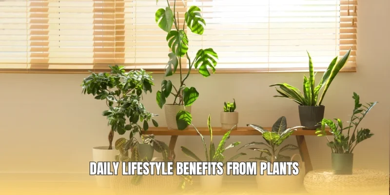 Daily lifestyle benefits from plants