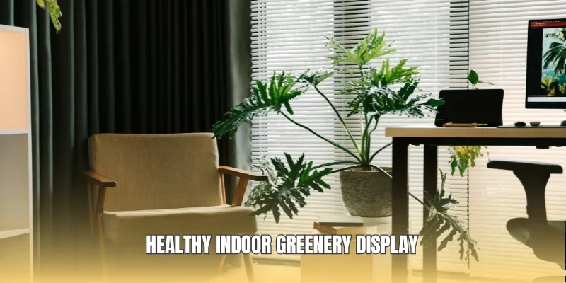 Healthy indoor greenery display