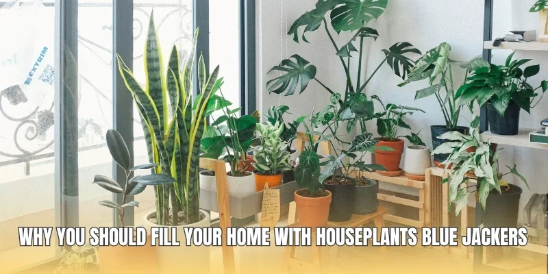 Why You Should Fill Your Home With Houseplants Blue Jackers